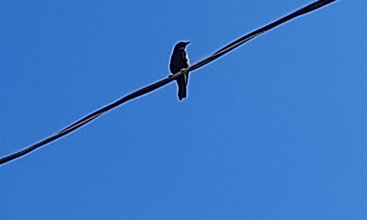 Jaboticabal House | Cantar do Pássaro 🐦