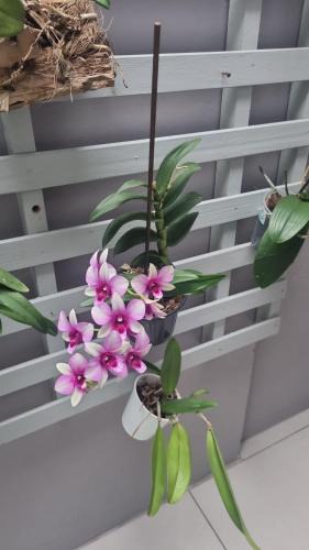 Tres Vendas Villa | Cantinho das Orquídeas!