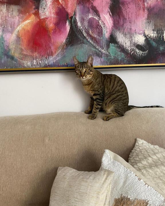 Serra House | Canto do Gato