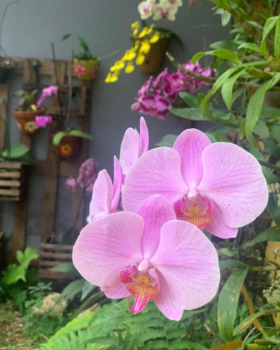 Cuiaba House | Casa das Flores