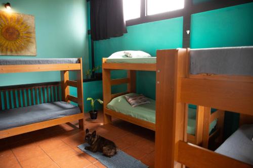 Vila Caranga Hostel | Hostel Casa Lion - Shared room