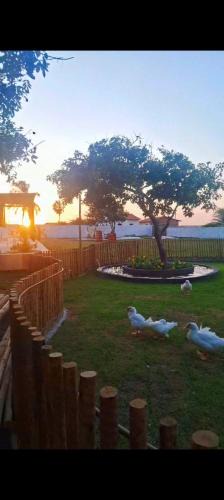 Santo Amaro do Maranhao Hotel | POUSADA ALLES