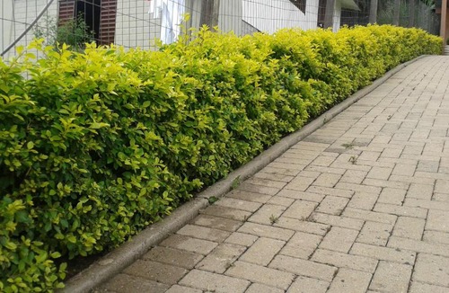 Gramado Apartment | Apartamento em Gramado