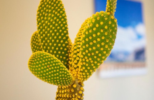 Salta Apartment | Cactus 1