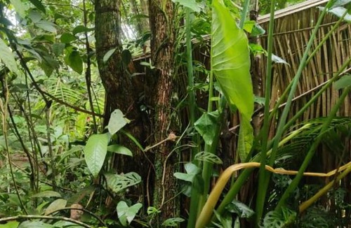 Alter do Chao Other | Camping AlterArte Ecovila