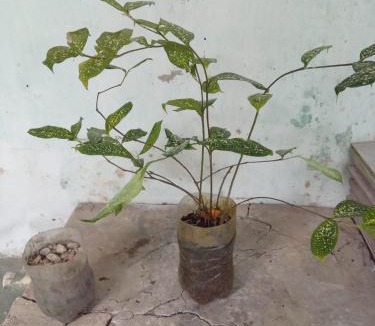Sao Caetano de Odivelas House | Cantinho Odivelense