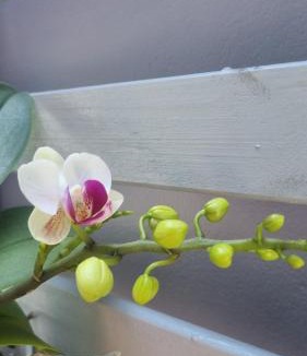 Tres Vendas Villa | Cantinho das Orquídeas!