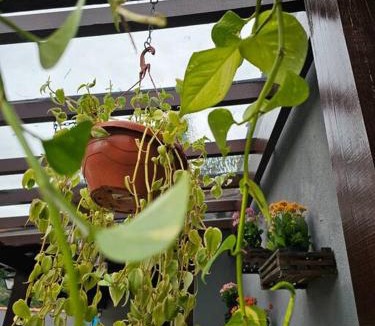 Areal House | CASA AMARELA RECANTO Mesmo bairro da pizzeria Borgo Del Vino