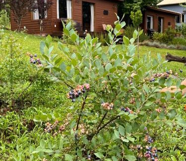 Sao Francisco de Paula Cabin | Dolce Far Niente - Alecrim