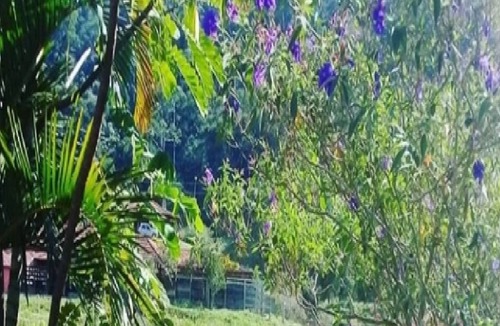 Sapucaia Cottage | Fazenda Boa Sorte Ample space for leisure for families and groups Viva o verde