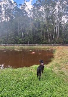 Santos Dumont House | Fazenda Vila Quintão - Casa-sede Recanto das Araucárias