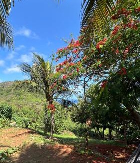 Floresta Velha Apartment | flamboyant House