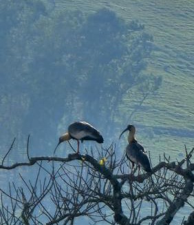 Corrego do Bom Jesus Other | Glamping Cabana Aysú