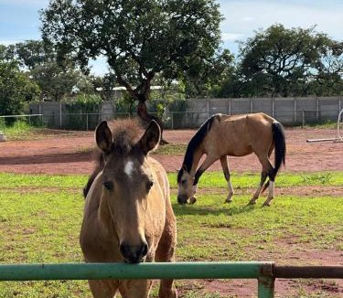 Gama House | Haras Cristal Experience
