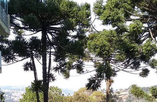 Campos do Jordao Apartment | High standard in the mountain