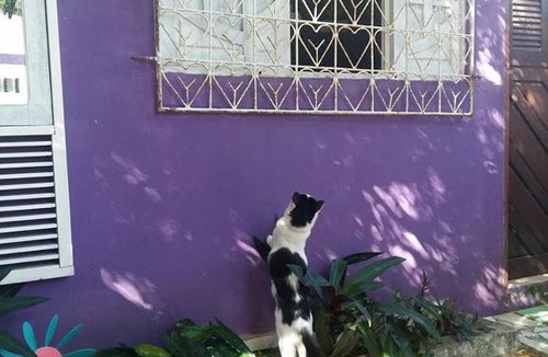 Ponta Negra Hostel | Hostel Margo House