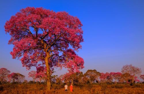 Carvoalzinho Hotel | Hotel Pantanal Mato Grosso