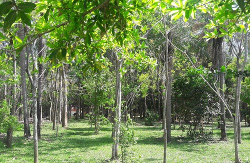 Coronel Oviedo Bed & Breakfast | Hotel Rural Jerutì