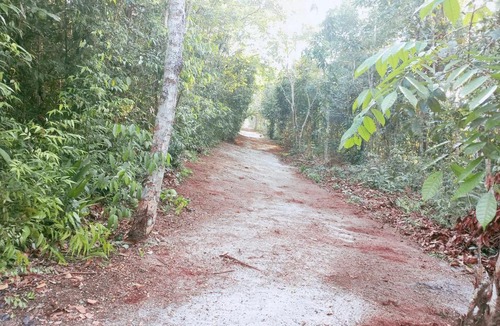 Manaus Resort | JUNGLE LIFE