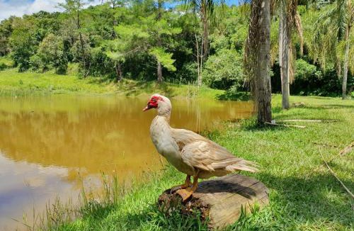Itatiba House | Lindo sítio com pesca, trilhas, piscina, barco e muita diversão
