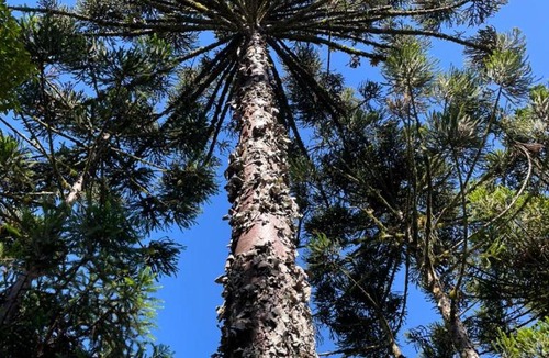 Campo Largo House | Memora Guesthouse Bateias - Casa Inteira ou quartos em chácara