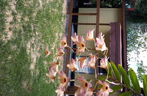 Campeche Sul House | Mini casa (kit net)
