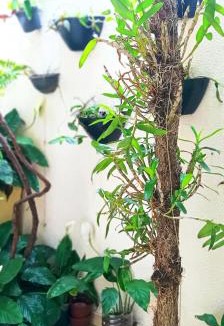 Paranavai House | Mini Garden kitnet