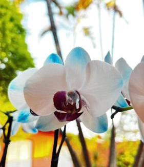 Aguas de Lindoia Hotel | Pousada Casa Doce Vida