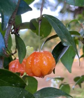 Sao Benito do Sul House | Sítio Chã do Cajá