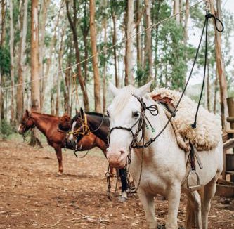 Sao Francisco de Paula Other | Tedesco Eco Park