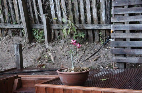 Alter do Chao House | Witch's House - with hot tub, studio and gardens