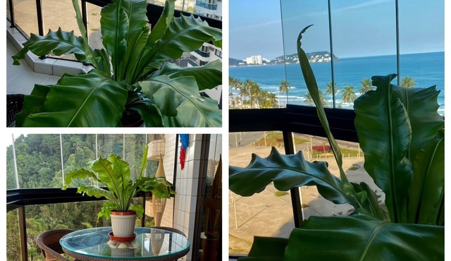 Beautiful panoramic view of Coveada beach! Comfort and complete leisure!