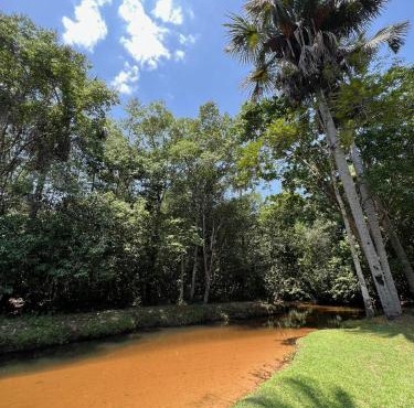 Bosque dos Buritis