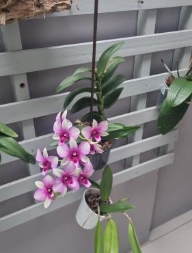 Cantinho das Orquídeas!