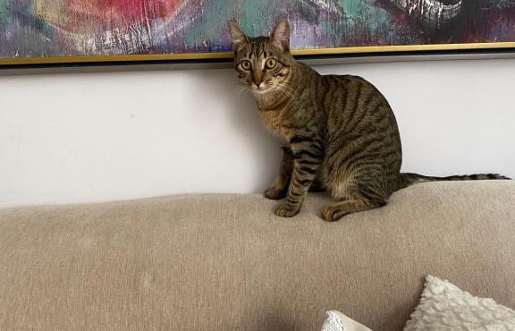 Canto do Gato