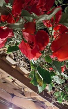 Casa bougainville