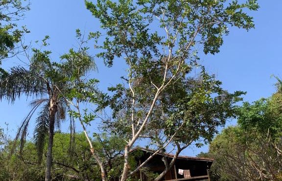 Casa Madeira em Santo hilario