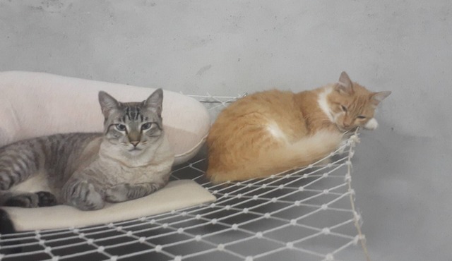 Cat boarding 🐱 🐱 🐱 are you going to travel, leave your little friend here and have fun