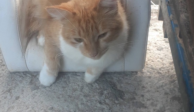 Cat boarding 🐱 Travel