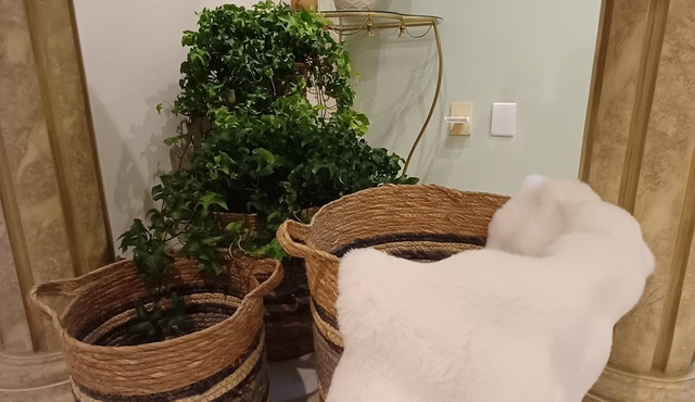 Cozy 3-bedroom house in downtown Pomerode - Guesthouse - Accommodation