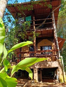 House in the Trees