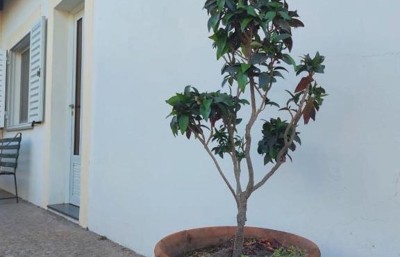 La Porota