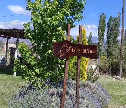 Los búhos
