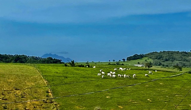 Recanto Amarelos