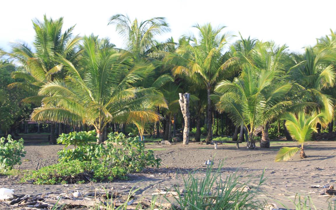 Photo of Others in Parrita