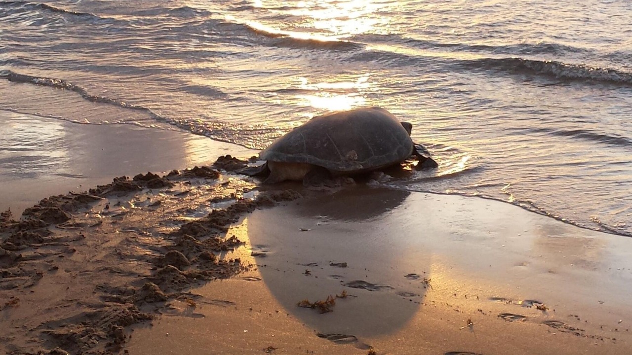 Photo of Outdoor in Tamarindo