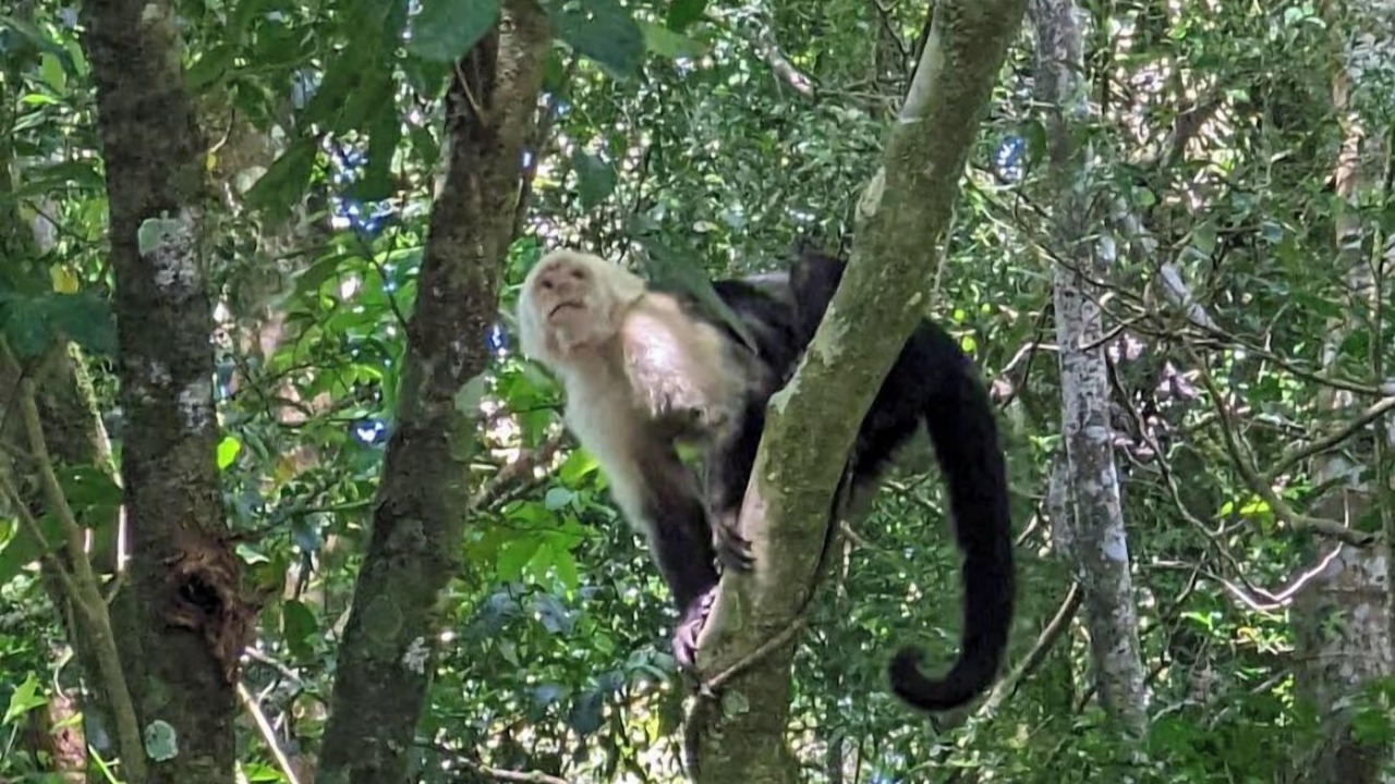 Photo of Others in Monteverde