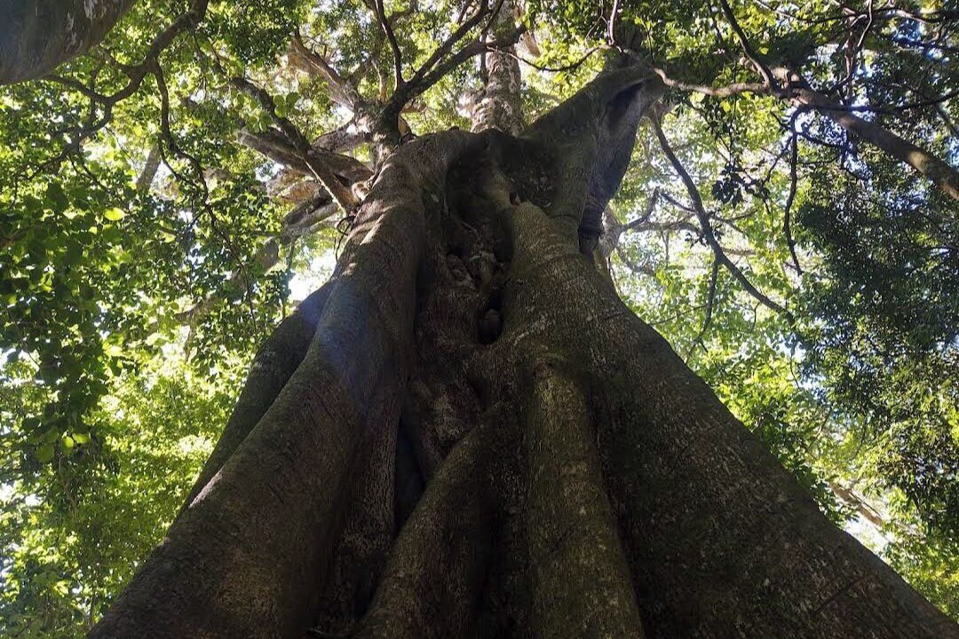 Photo of Others in Monteverde