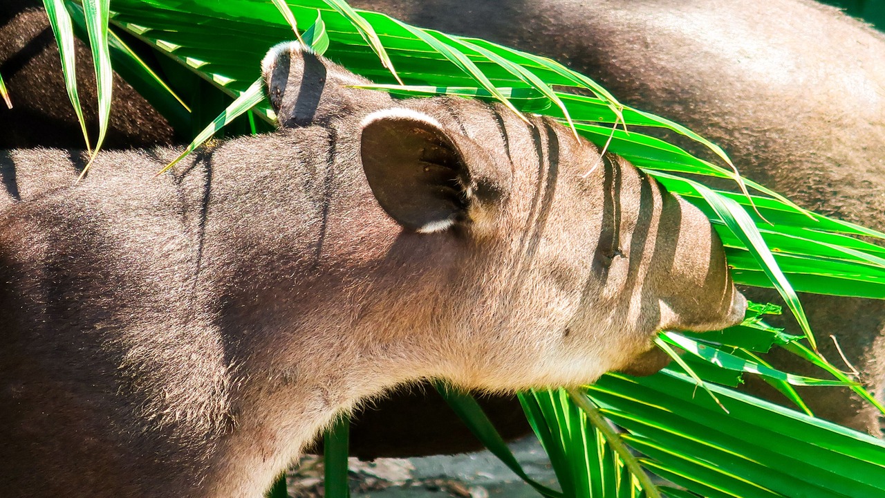 Photo of Others in Puerto Jimenez