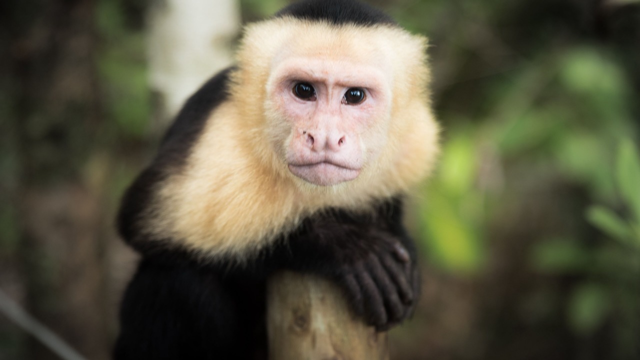 Photo of Others in Manuel Antonio